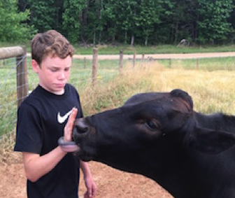 Wagyu cows